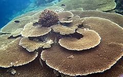 IMG_0575rf_Maldives_Madoogali_House reef_Tables de corail dur